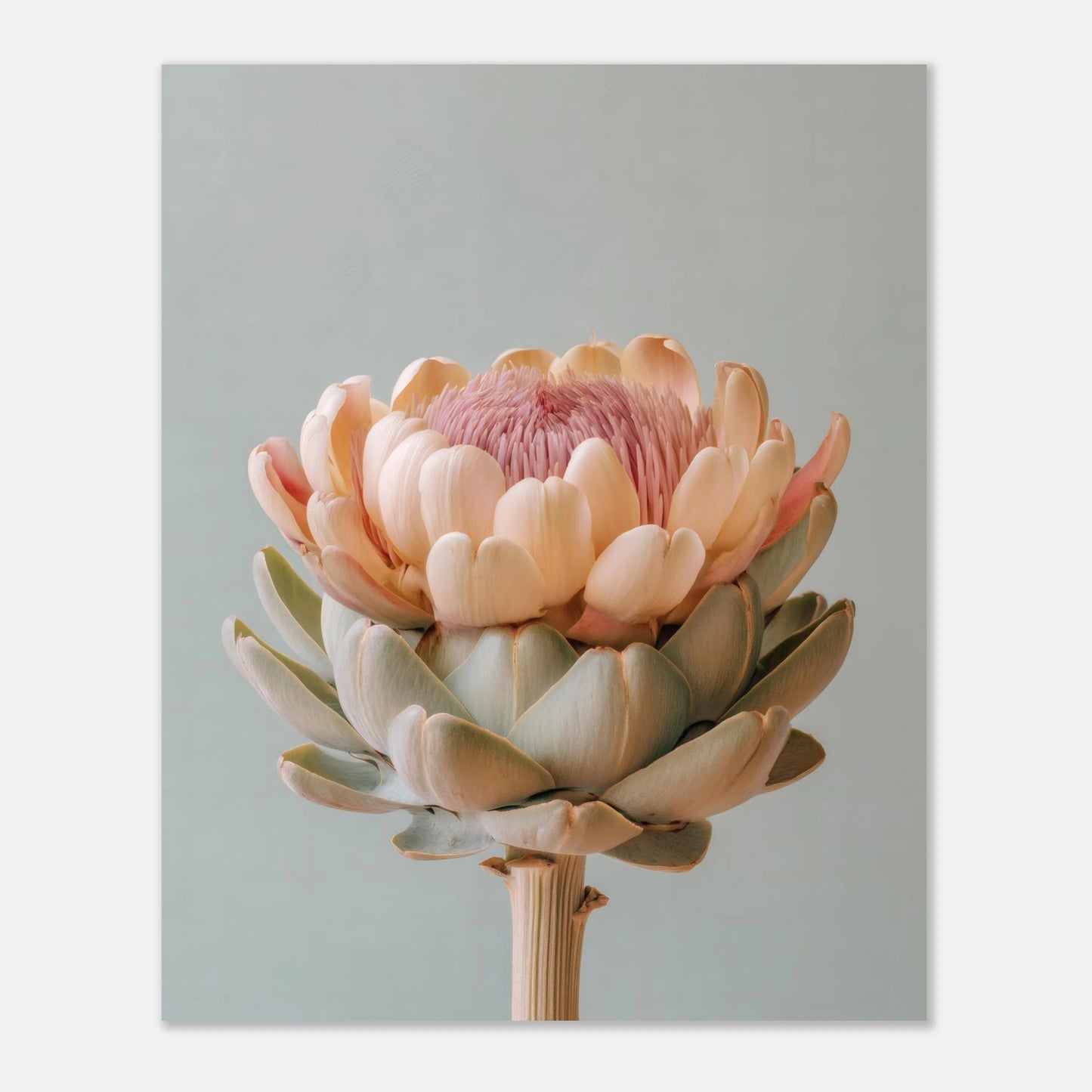pastel artichoke poster 8x10 crop showing artwork proportions