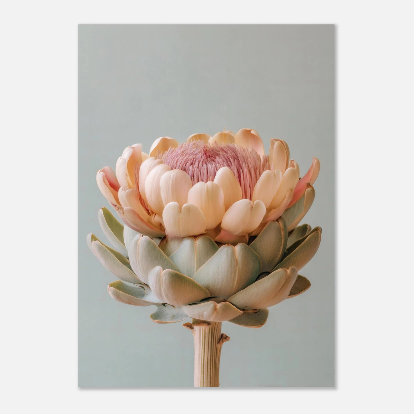 pastel artichoke poster A3 crop showing artwork proportions