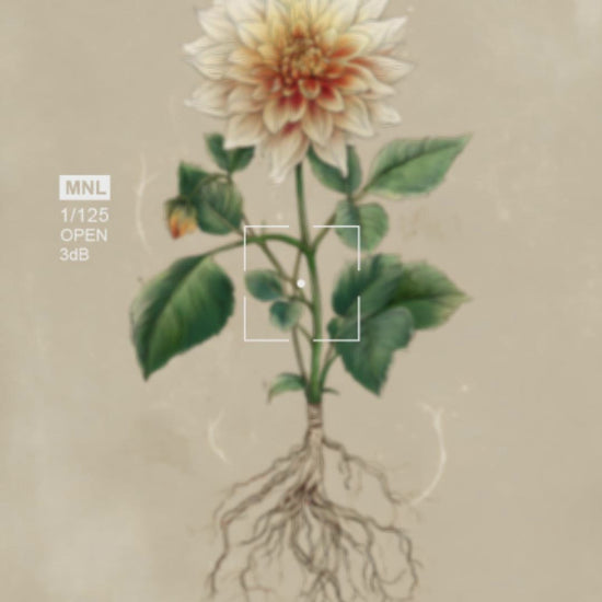 video mockup of a botanical dahlia poster