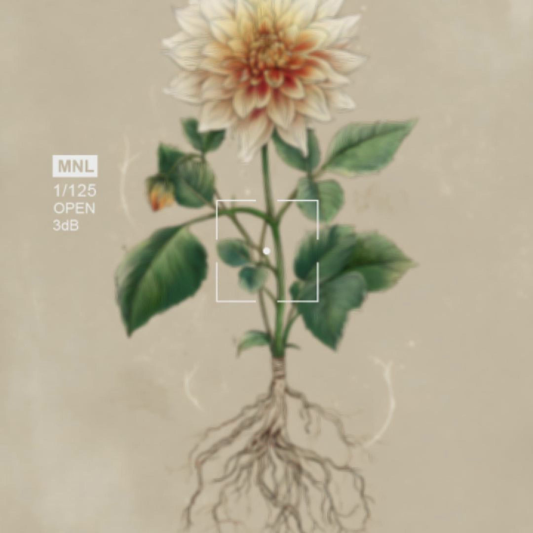 video mockup of a botanical dahlia poster