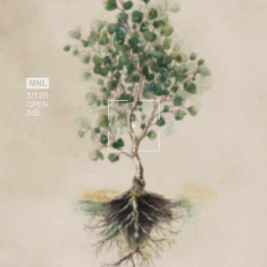 Eucalyptus botanical poster video