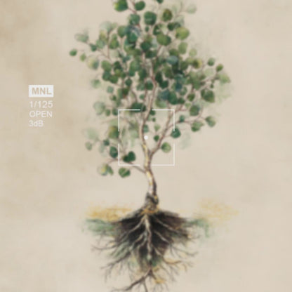 Eucalyptus botanical poster video
