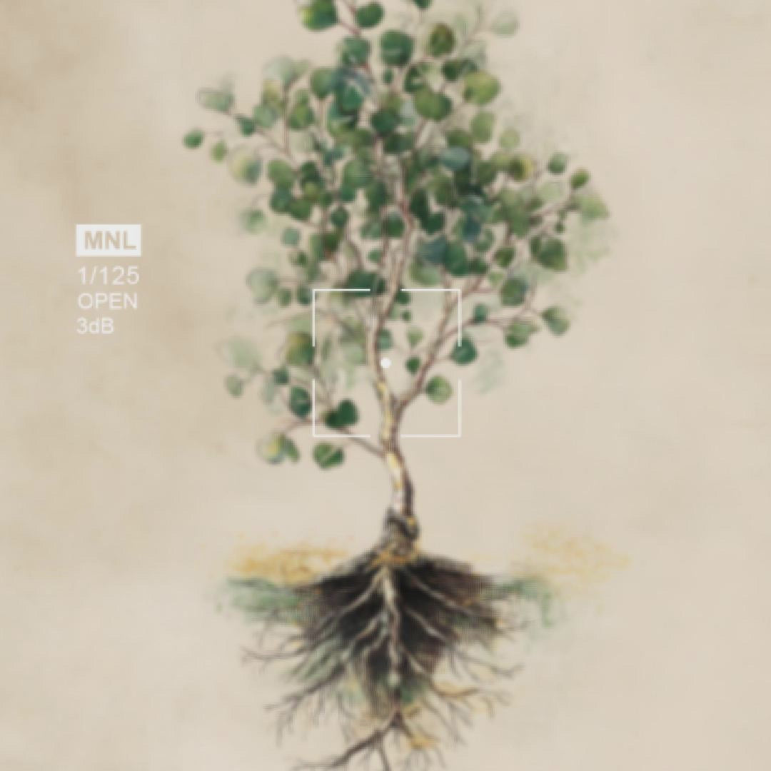 Eucalyptus botanical poster video