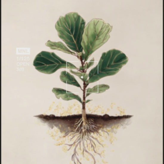 fiddle-fig-leaf-botanical-art-print-mockup-video